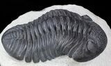 Excellent, Pedinopariops Trilobite - Mrakib, Morocco #55974-3